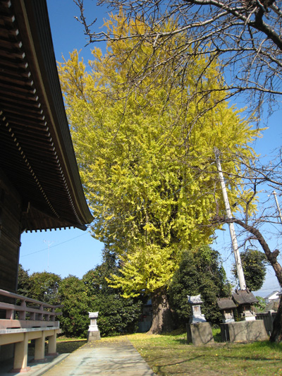 山崎八幡宮大イチョウ